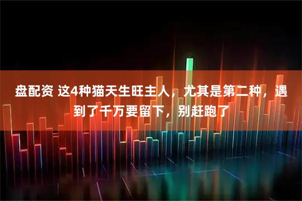 盘配资 这4种猫天生旺主人，尤其是第二种，遇到了千万要留下，别赶跑了